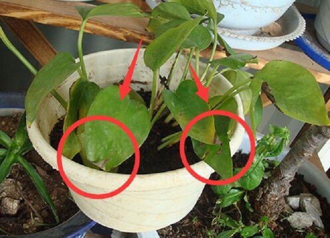 Cây bị ốm cho ăn viên đan dược” này sẽ khỏi bệnh ngay, lá xanh mướt hoa nở rộ-2