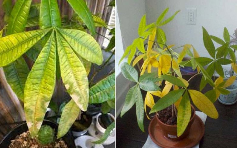 Cây bị ốm cho ăn viên đan dược” này sẽ khỏi bệnh ngay, lá xanh mướt hoa nở rộ-3