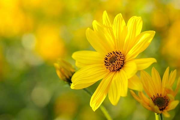 Tử vi ngày 15/8/2023: Tuổi Mão cần phải quyết đoán, tuổi Dậu sớm nhận thành công-2