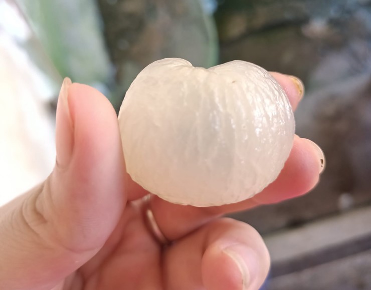 Nhãn Hưng Yên giá chỉ từ 4.000 đồng/kg, thương lái không buồn thu mua-1