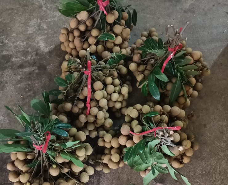 Nhãn Hưng Yên giá chỉ từ 4.000 đồng/kg, thương lái không buồn thu mua-3