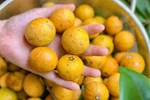 Loại quả vị chua chua, ruột hồng bắt mắt giá ngang trái cây nhập khẩu ở Hà Nội vẫn đắt khách-4