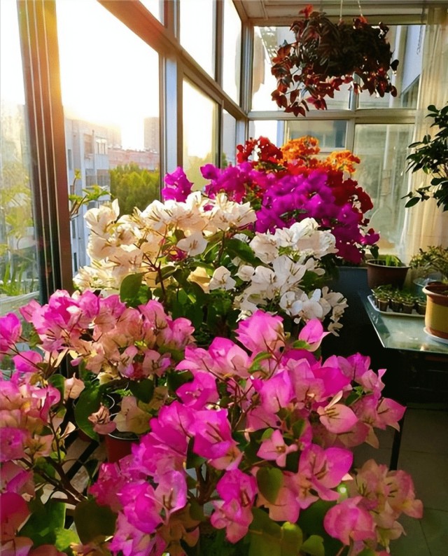 Hoa giấy trồng chỉ thấy lá không thấy hoa, dùng chiêu này hoa nở dày đặc suốt 200 ngày-1