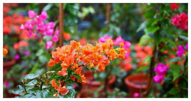 Hoa giấy trồng chỉ thấy lá không thấy hoa, dùng chiêu này hoa nở dày đặc suốt 200 ngày-2