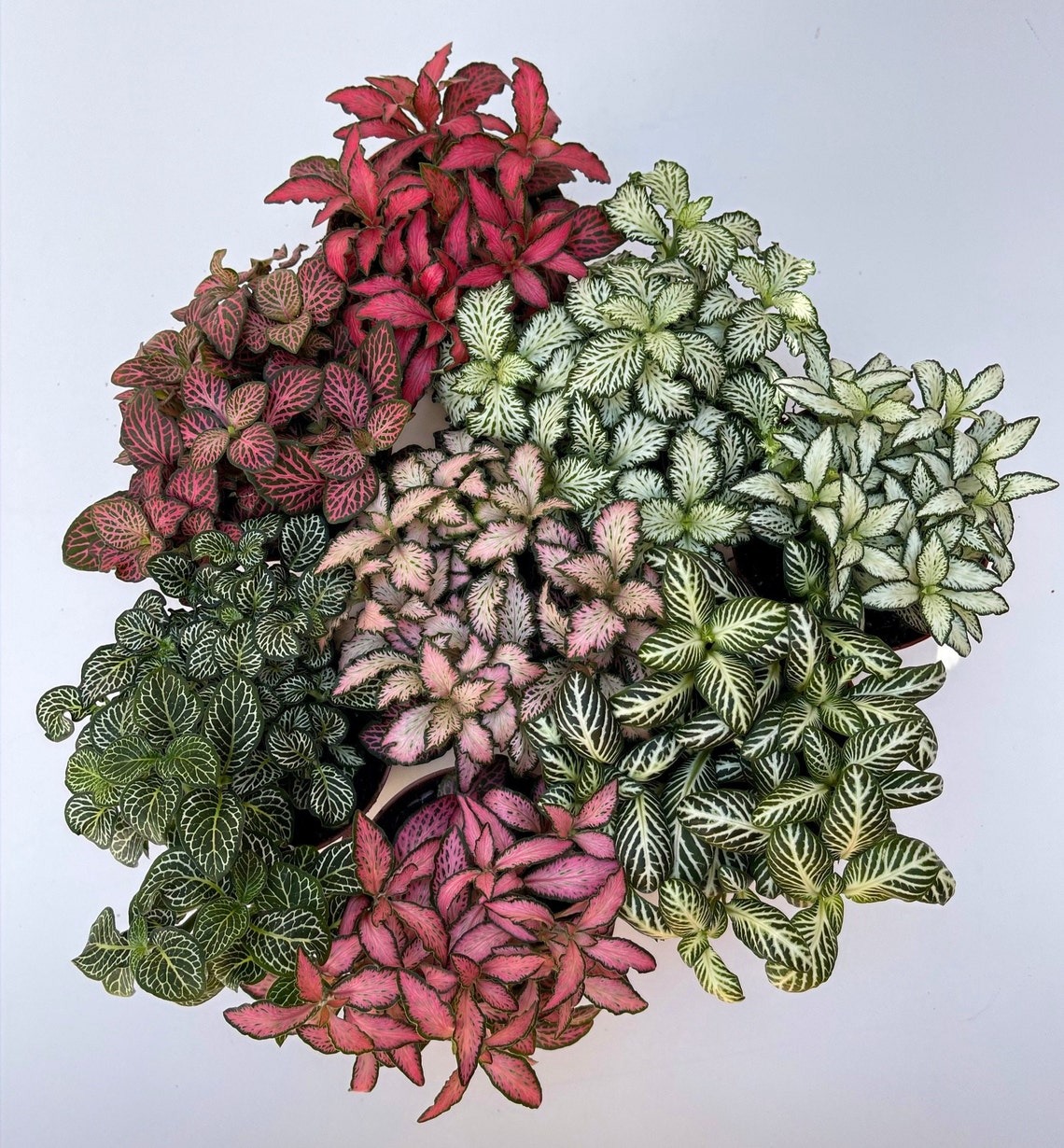 Trúng sét ái tình với 4 loại cây cảnh như bảng màu rực rỡ, hút tầm nhìn, bày trong nhà đón tài, chiêu lộc-5