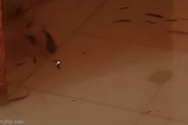 Nước đổ như thác xuống đường, ô tô quay đầu bỏ chạy-1