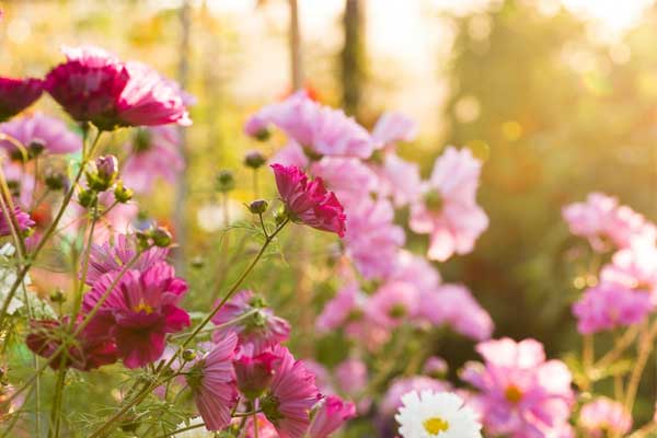 Từ 15/8, 4 con giáp rủng rỉnh tài lộc, sự nghiệp 1 bước lên mây-5