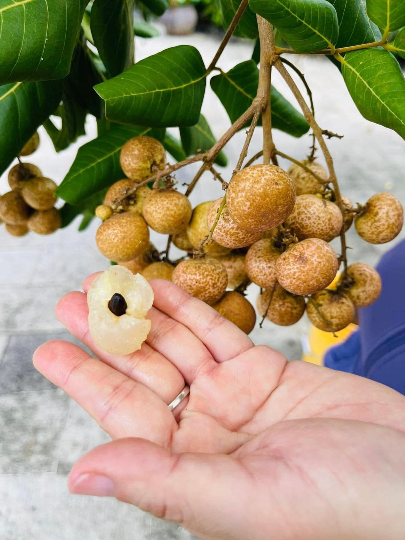 Loại nhãn giá hơn 100.000 đồng/kg đang gây sốt”, nhà vườn mót từng quả để bán-1