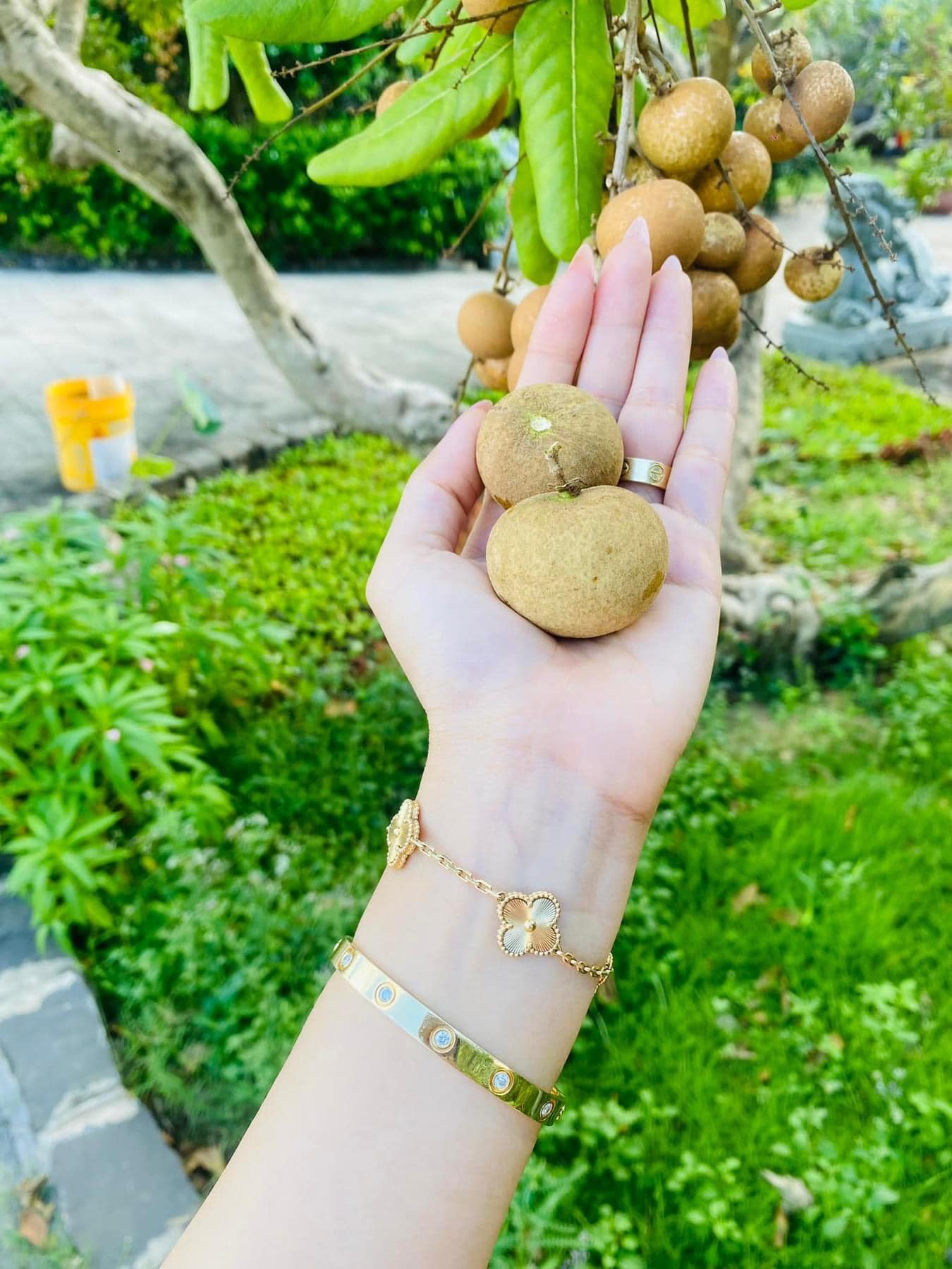 Loại nhãn giá hơn 100.000 đồng/kg đang gây sốt”, nhà vườn mót từng quả để bán-2