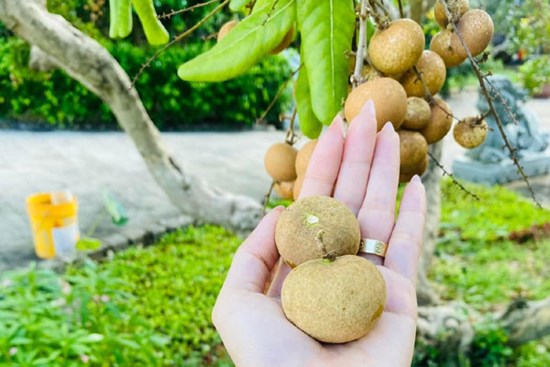 Loại nhãn giá hơn 100.000 đồng/kg đang gây “sốt”, nhà vườn 