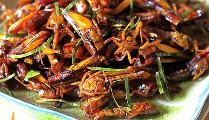 Người phụ nữ ở Nghệ An tử vong sau khi ăn một con châu chấu rang-1