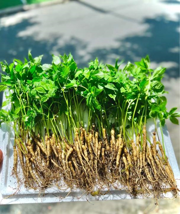 Chuyên gia nói gì về trào lưu ăn nhân sâm mầm thay rau để cải thiện sức khỏe?-4