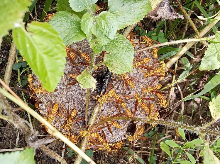 Bất ngờ sáp của loài ong này được lùng mua với giá 1,4 triệu đồng/kg-1