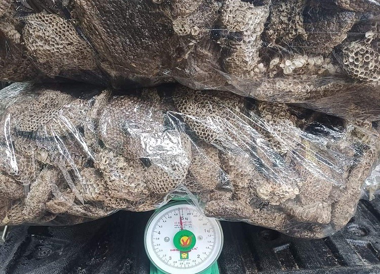 Bất ngờ sáp của loài ong này được lùng mua với giá 1,4 triệu đồng/kg-5