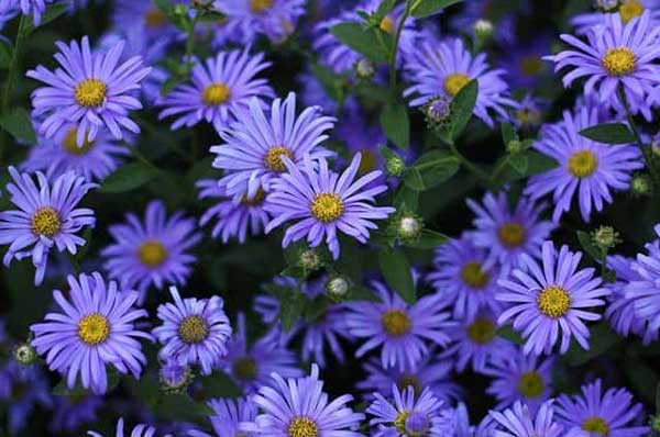 Xòe tay đón lộc: Sinh vào 5 ngày Âm lịch này sức khỏe dồi dào, hậu vận viên mãn, no đủ-3