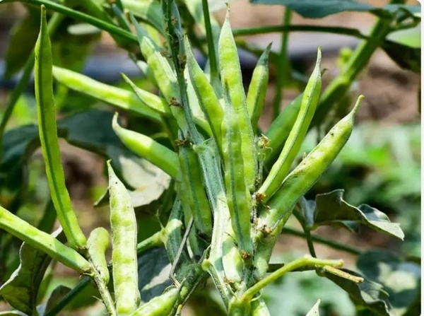 Loại rau kỳ diệu mang đến nhiều lợi ích cho sức khỏe-2