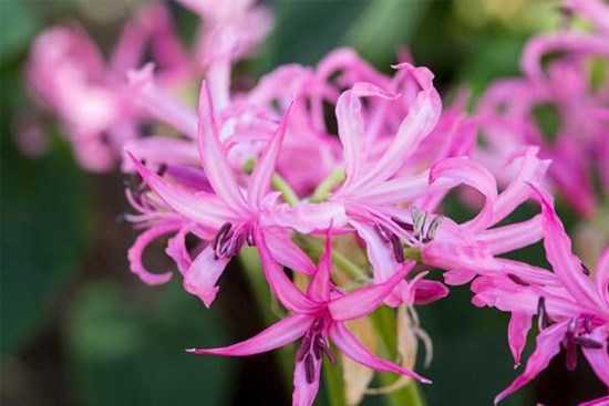 Tử vi ngày 17/8/2023: Tuổi Sửu dễ bị lừa gạt, tuổi Ngọ hợp tác ăn ý