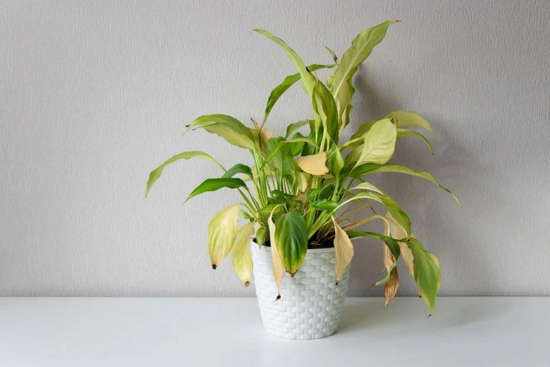 Đầu tháng cô hồn nên thẳng tay vứt thứ này để lộc lá đầy nhà, cả tháng bình an, càng làm càng phát-1