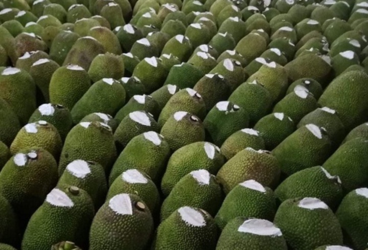 Bôi vôi vào quả mít có tác dụng gì?-1