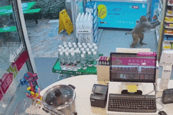 Khỉ hoang liên tiếp trộm đồ ăn trong cửa hàng tạp hóa