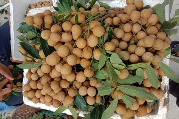 Củ đậu rất tốt nhưng người mắc bệnh này không nên ăn-4