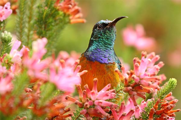 Nửa cuối tuần này (17 - 20/8), 3 con giáp đánh bại” vận xui, sự nghiệp phi nước đại, phát tài phát lộc không phanh-4