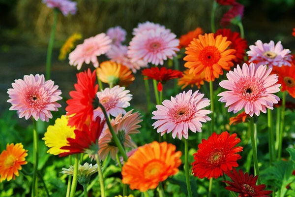 Có số làm giàu: Người có ngày sinh Âm lịch kết thúc bằng 3 số này trung niên làm ăn phát đạt-1