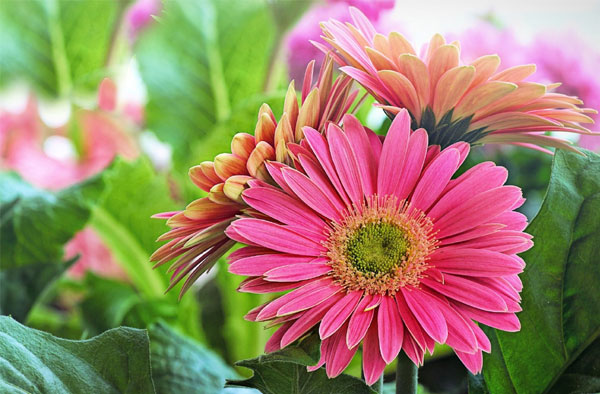 Có số làm giàu: Người có ngày sinh Âm lịch kết thúc bằng 3 số này trung niên làm ăn phát đạt-3