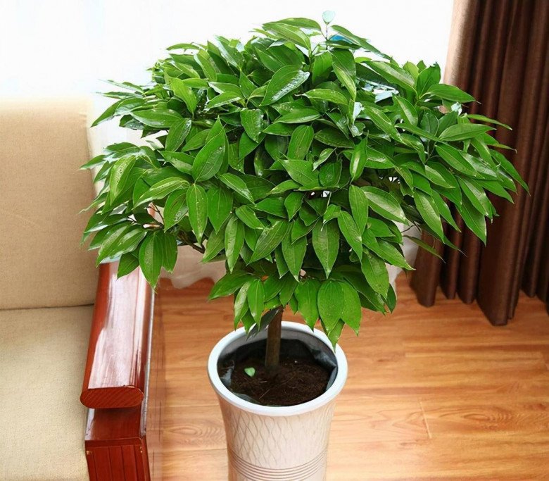 5 loại hoa trấn yểm nhà cửa”, đặt phòng khách hút tài lộc cực đỉnh, trồng 1 cây cả năm sẽ gặp may-1