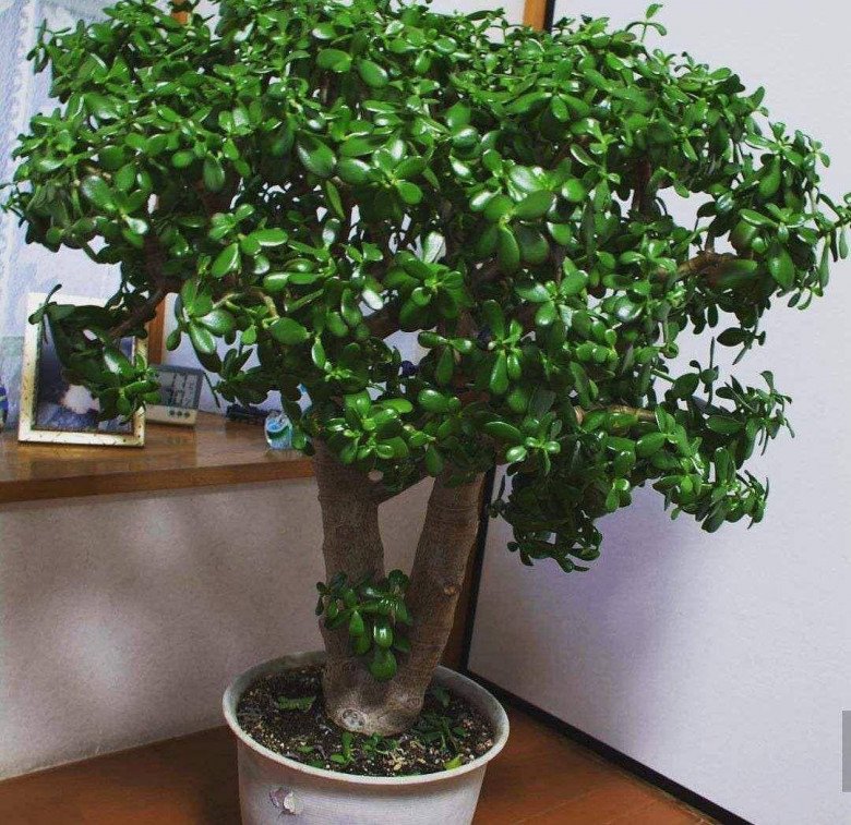 5 loại hoa trấn yểm nhà cửa”, đặt phòng khách hút tài lộc cực đỉnh, trồng 1 cây cả năm sẽ gặp may-3