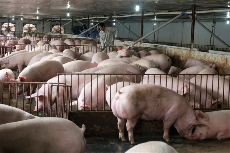 Chặn hàng nhập lậu, giá thịt lợn trong nước vẫn quay đầu giảm-1