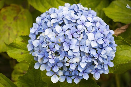 Càng khó khăn càng nỗ lực: 3 con giáp giỏi giao tiếp, quyết đoán, nửa cuối tháng 8 đổi vận giàu sang