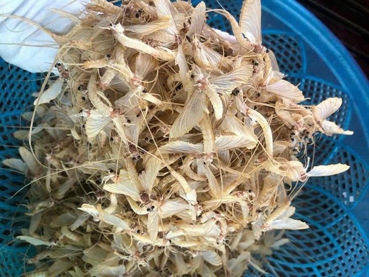 Loại côn trùng chết yểu” đắt hàng, dân buôn ngày bán hàng chục cân-1