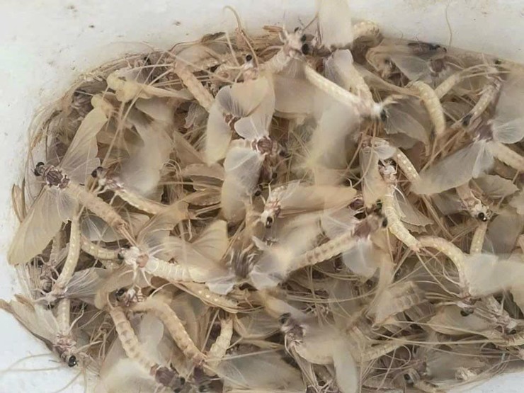 Loại côn trùng chết yểu” đắt hàng, dân buôn ngày bán hàng chục cân-2