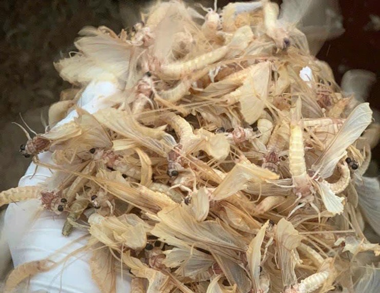 Loại côn trùng chết yểu” đắt hàng, dân buôn ngày bán hàng chục cân-3