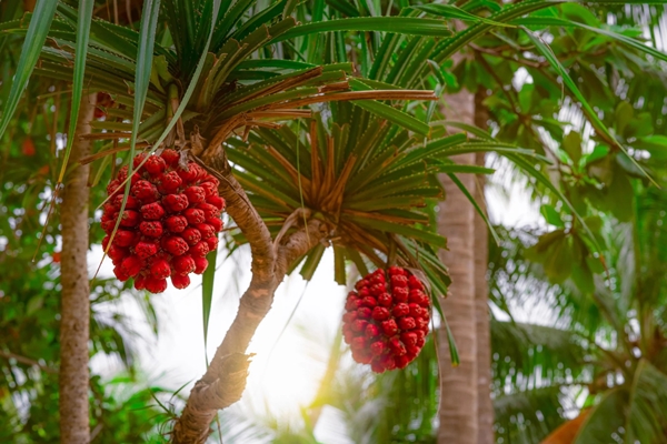 Loại hạt giúp ổn định đường huyết Hà Tăng thường sử dụng trong các bữa ăn-5