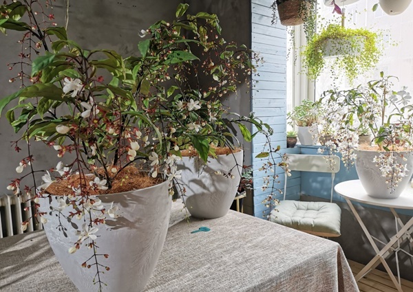 Cây cảnh thần tiên, nở hoa như ngàn bướm bay, 4 mùa ngát hương, thu hút may mắn, cát tường vào nhà-6