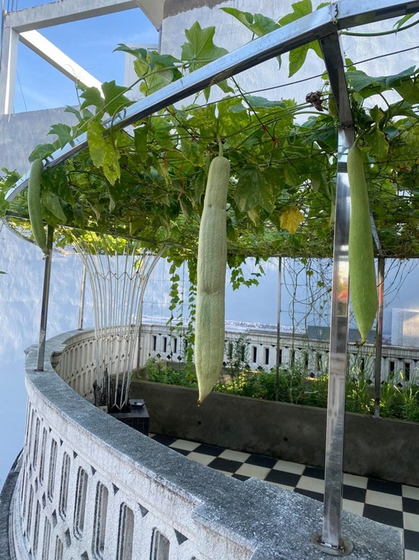 Cây trái trĩu quả trong penthouse, biệt thự triệu đô-2