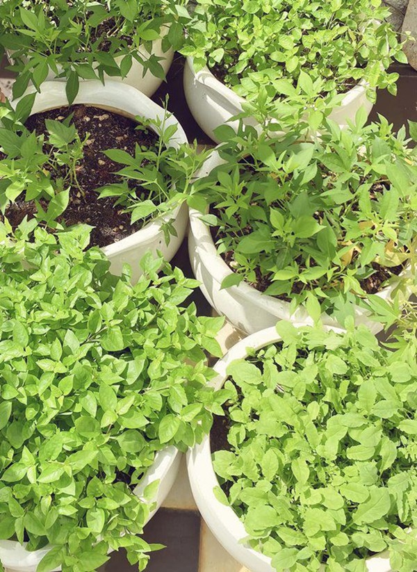 Cây trái trĩu quả trong penthouse, biệt thự triệu đô-4