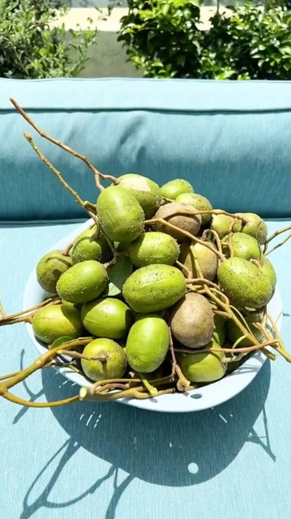 Cây trái trĩu quả trong penthouse, biệt thự triệu đô-10
