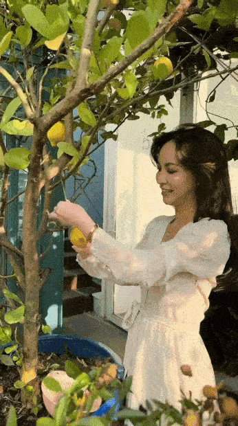 Cây trái trĩu quả trong penthouse, biệt thự triệu đô-13