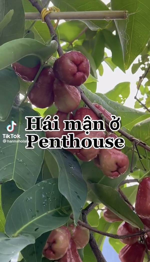 Cây trái trĩu quả trong penthouse, biệt thự triệu đô-11