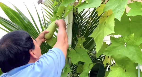 Cây trái trĩu quả trong penthouse, biệt thự triệu đô-15