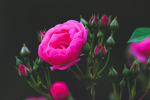 Cuối tháng 8, 4 con giáp lặng lẽ lên dốc, quý nhân trợ giúp, kiếm được nhiều tiền, tránh xa rắc rối-5