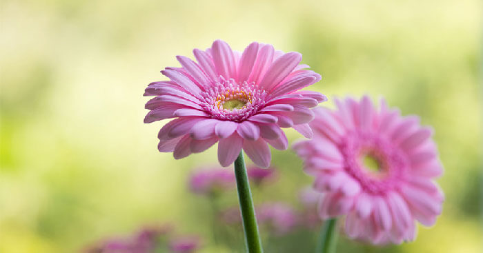 Thời vàng son đã điểm: Người sinh vào 4 ngày Âm lịch này, tài năng, hiểu biết, tiền tình đều vượng-2