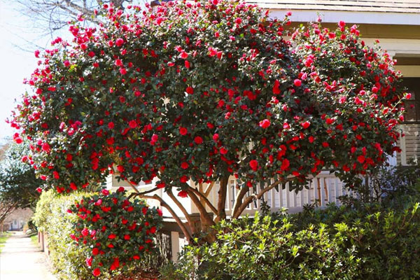 Loại cây mọc dại xưa toàn cuốc bỏ đi, giờ cho vào chậu uốn cành bonsai, chăm 2 tháng bán 500.000 đồng/cây-6