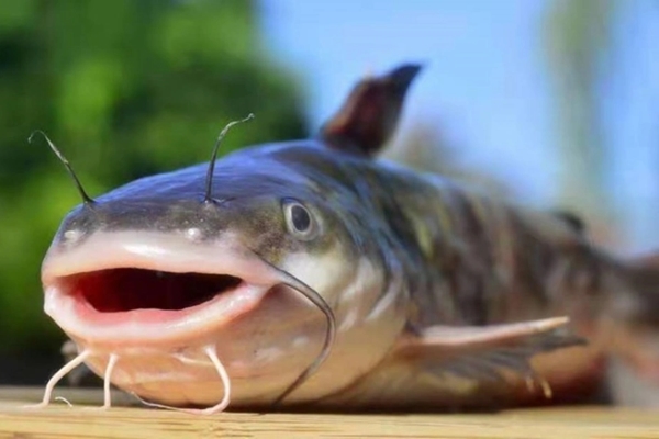 3 loại cá bẩn nhất chợ, ít dinh dưỡng nhưng nhiều độc tố, có loại ăn 1kg độc ngang hút trăm điếu thuốc-4