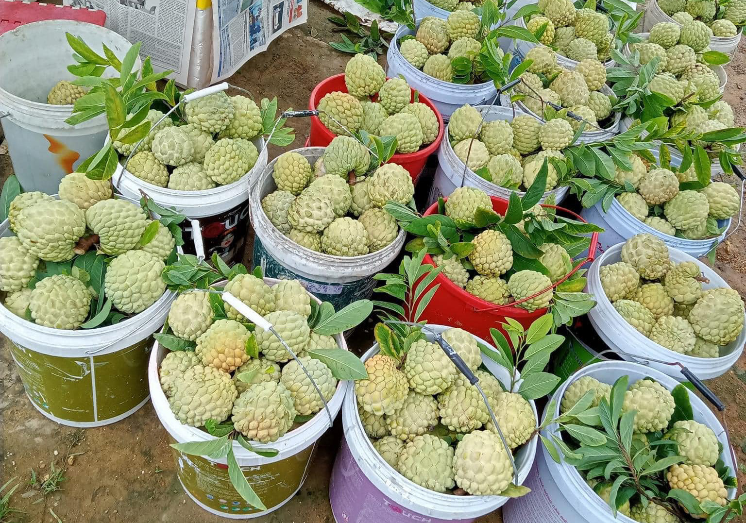 Loại na đấu giá 100 triệu/quả: Trước phải chặt bỏ, nay giới sành ăn lùng mua-2