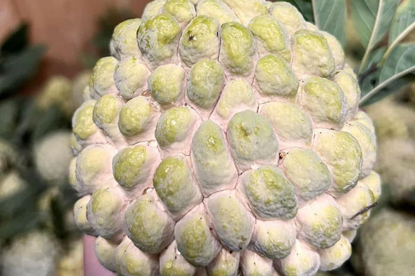 Loại quả rừng xanh vỏ đỏ lòng” vào mùa, dân buôn có ngày bán cả tấn-5