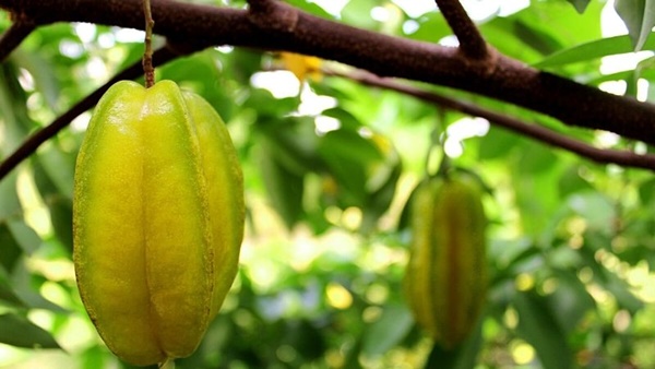 Loại quả dân dã giá rẻ như bèo nhưng có tác dụng vàng mười với sức khỏe, đem nấu canh rất ngon-1